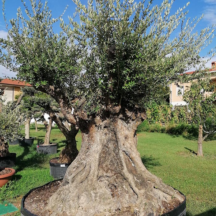 Ulivo Esemplare Secolare Ramificato Vivai Podavini Giuseppe