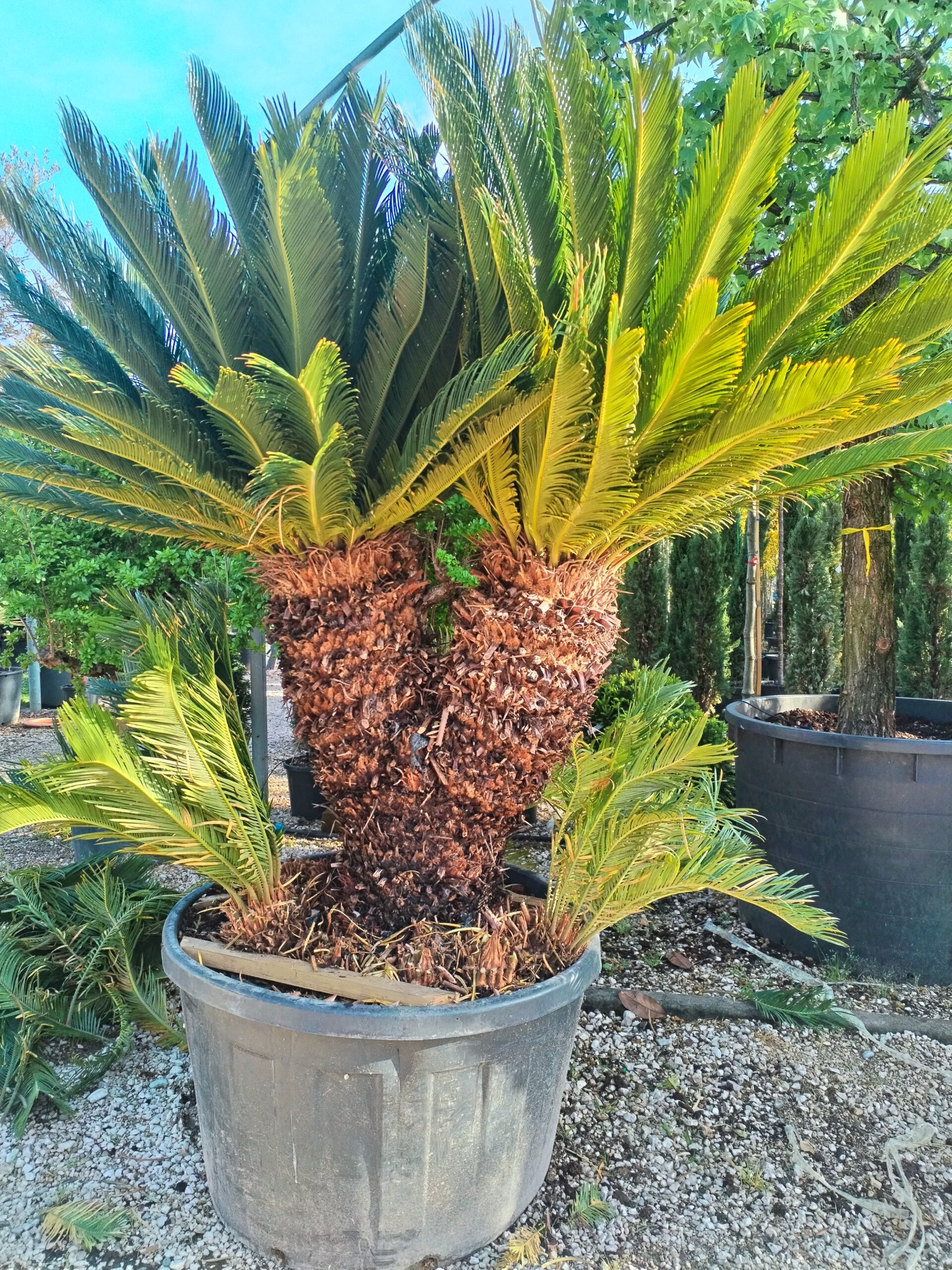 Cycas revoluta esemplare - immagine 2