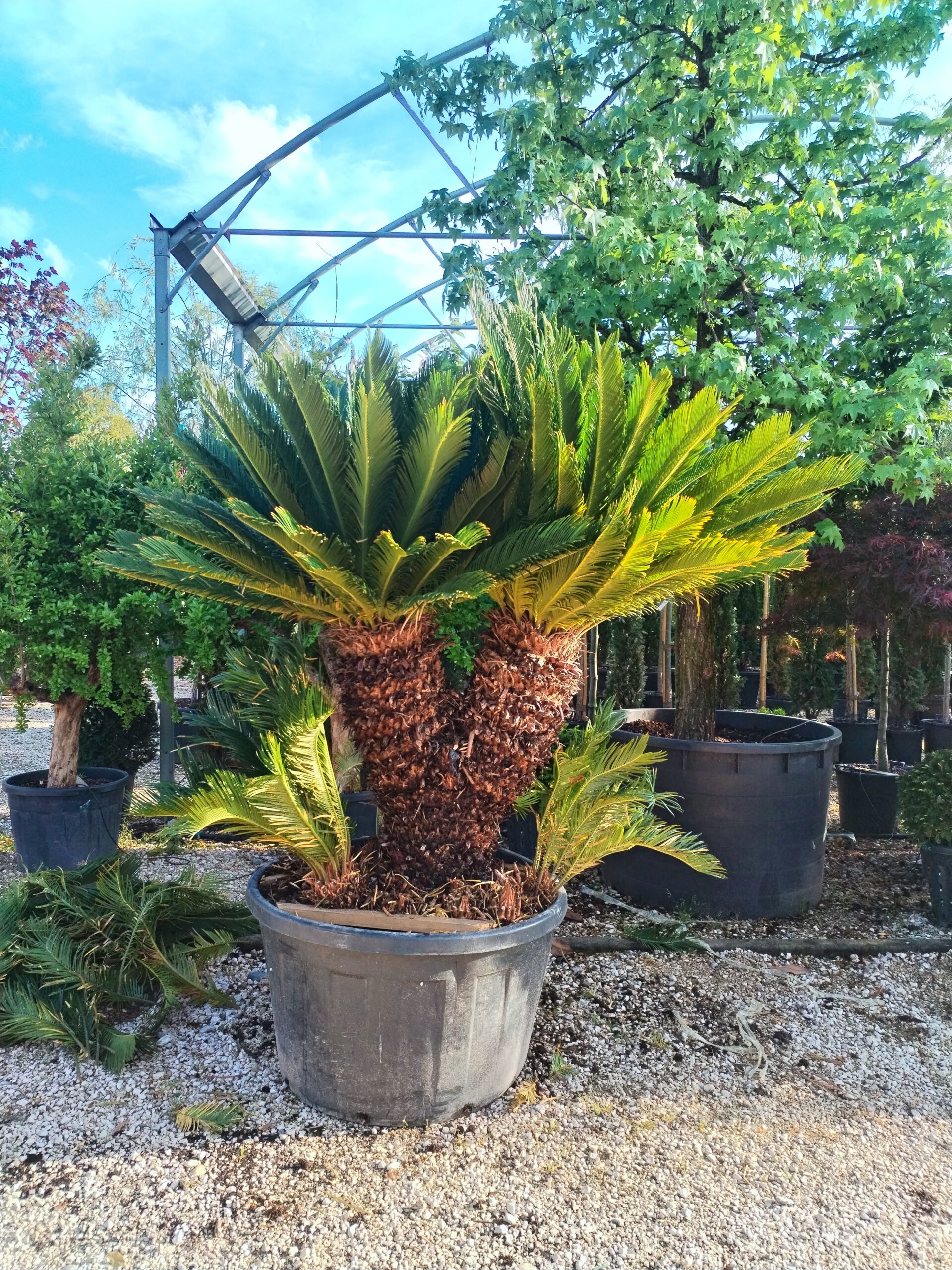 Cycas revoluta esemplare
