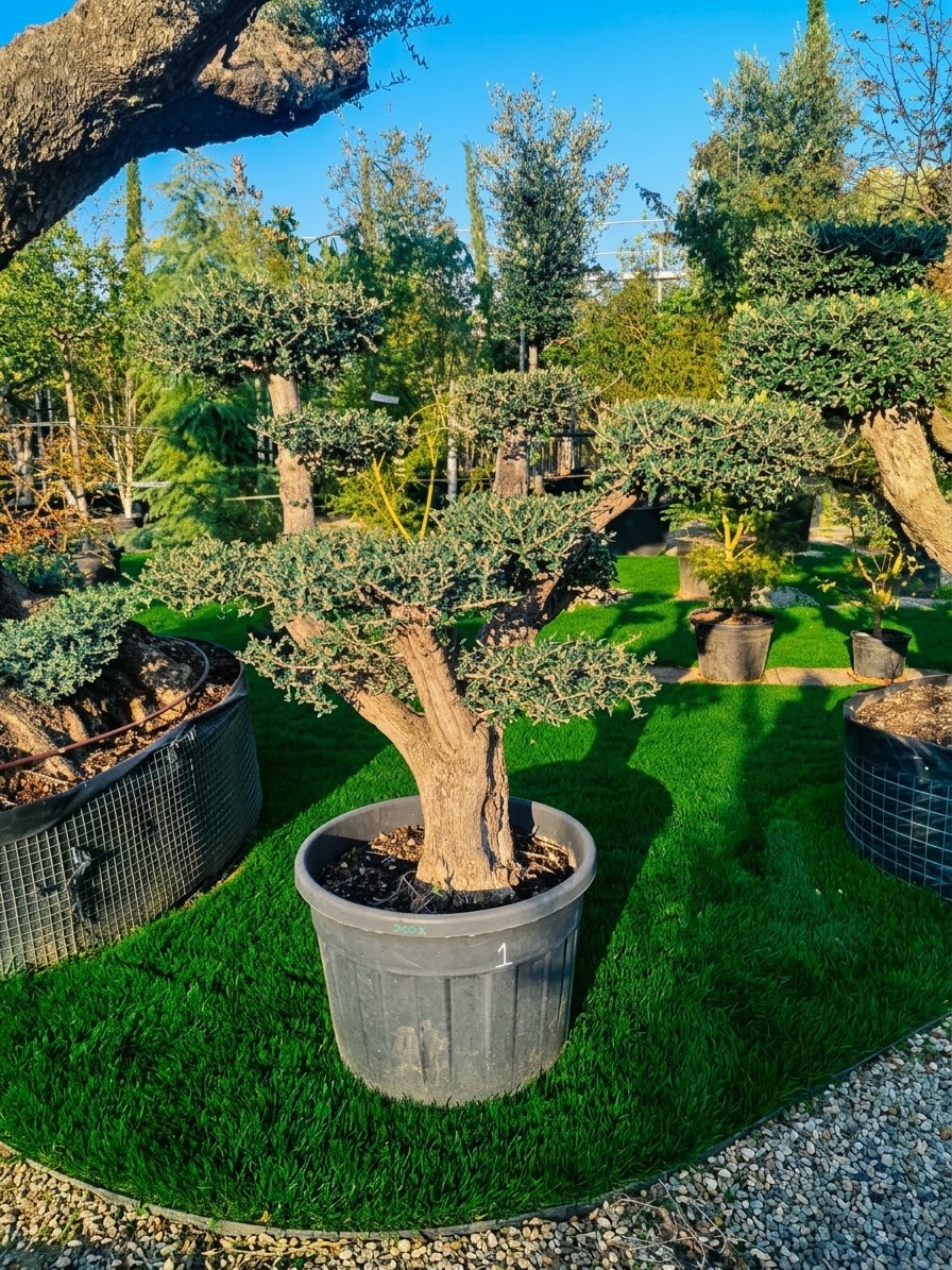 Ulivo macrobonsai (594)