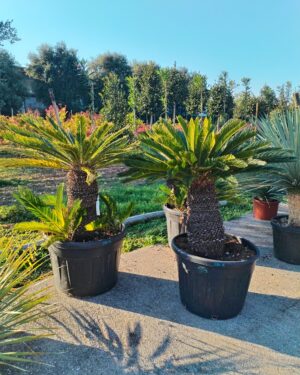 Cycas Revoluta altezza 100 / 120cm