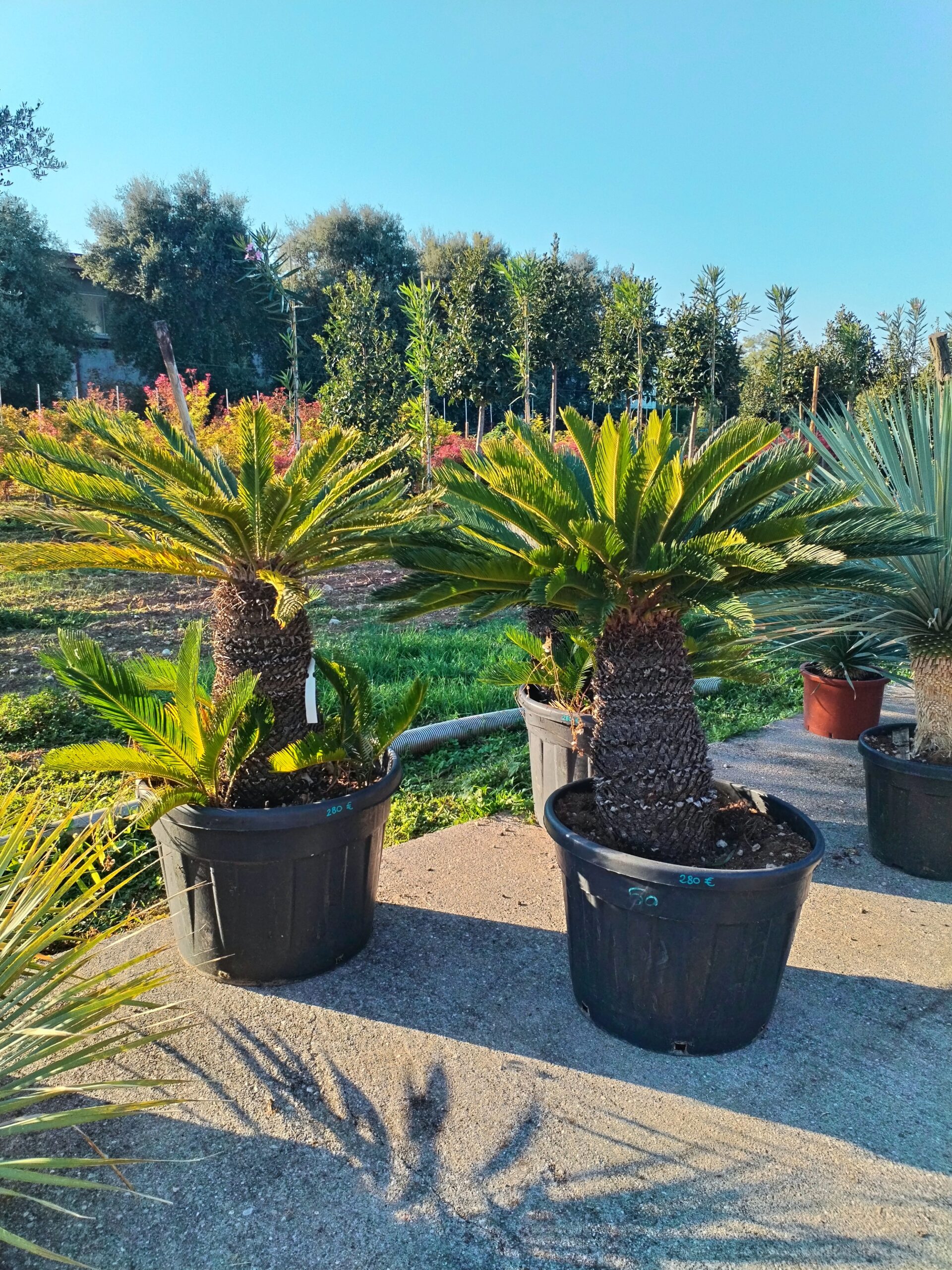 Cycas Revoluta altezza 100 / 120cm