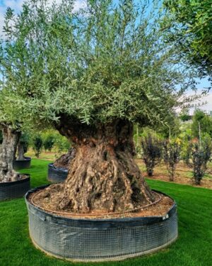 Ulivo secolare (400 anni)