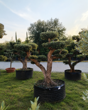 Ulivo macrobonsai (1203)