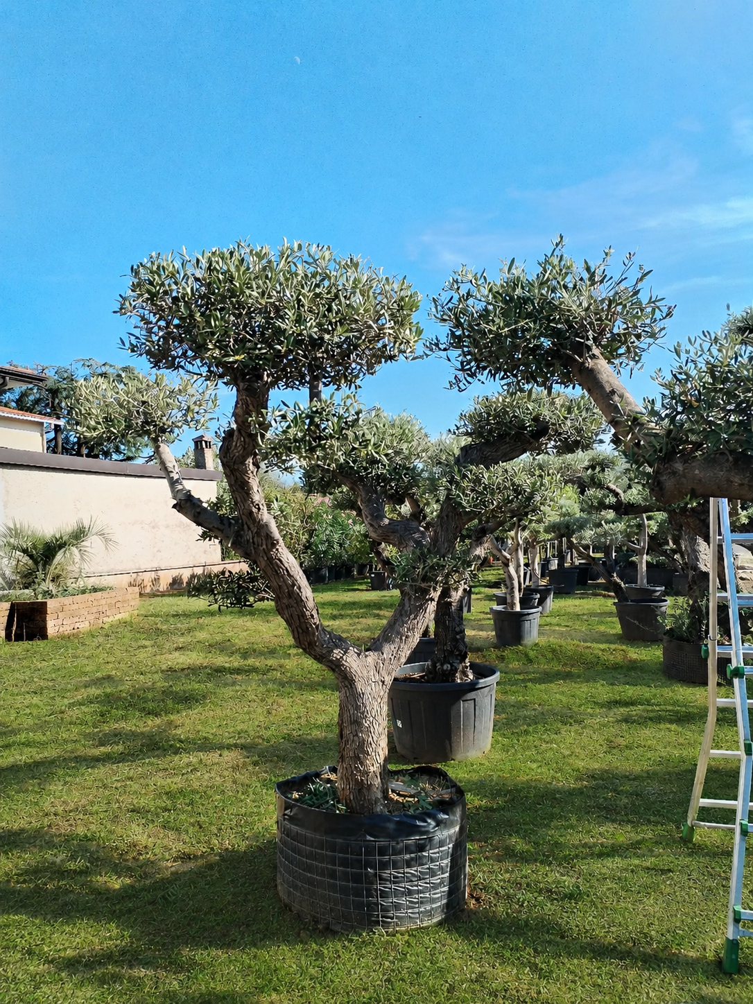 Ulivo macrobonsai (1202)