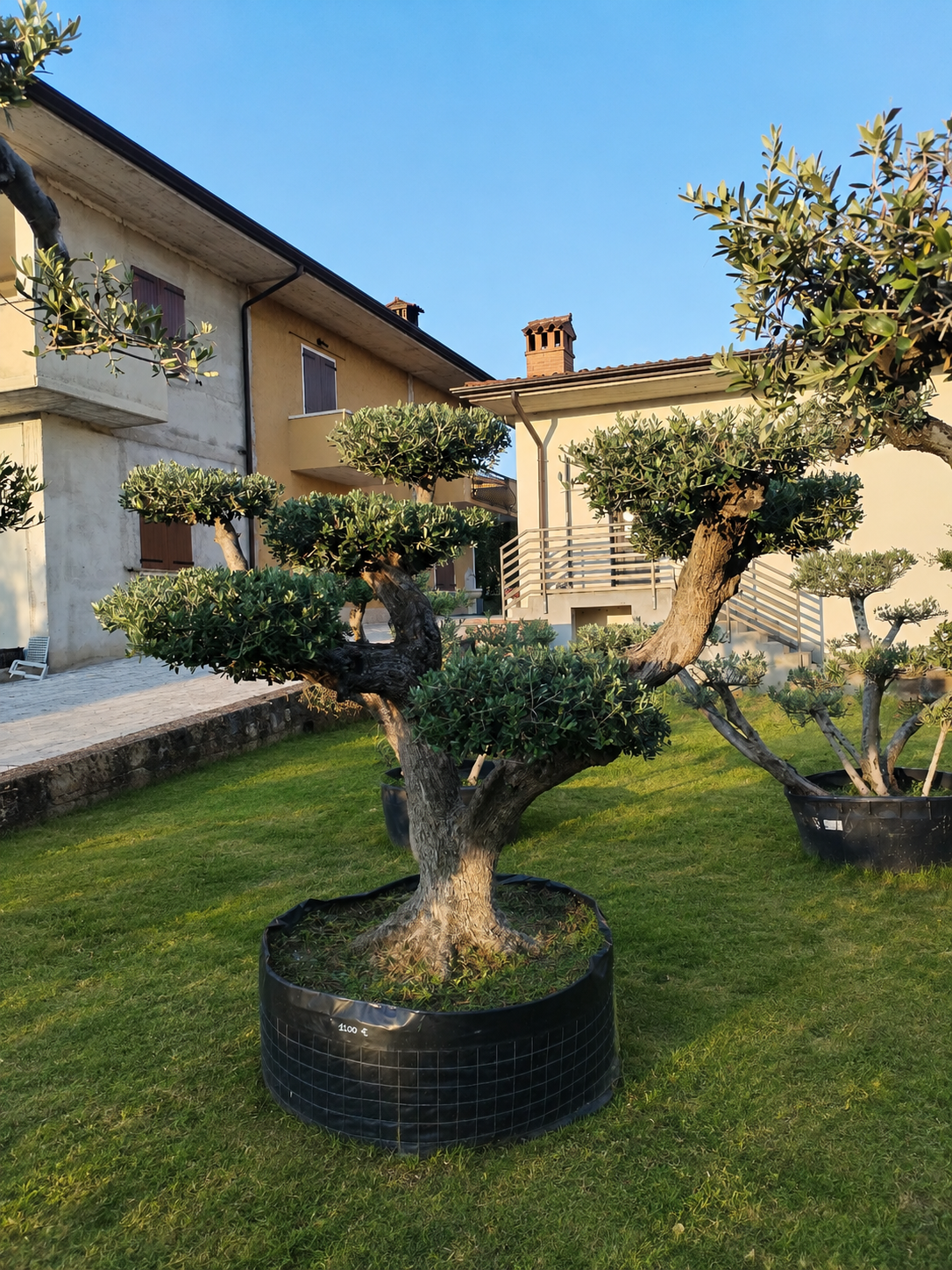 Ulivo macrobonsai (1203) - immagine 2
