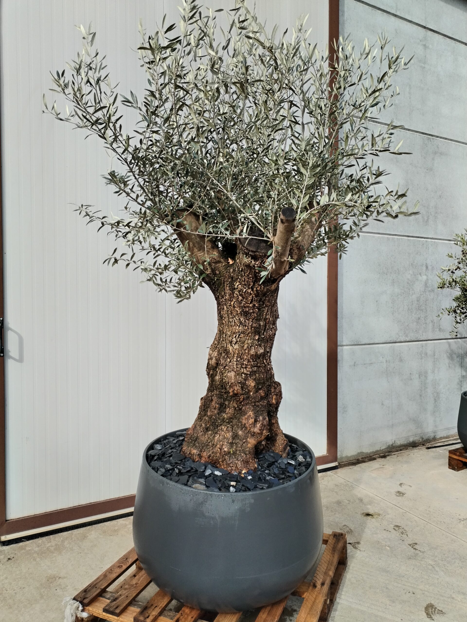 ulivo bonsai compreso di vaso - Vivai Podavini Giuseppe