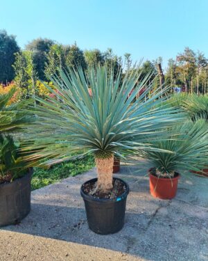 Yucca rostrata altezza 80/100 cm