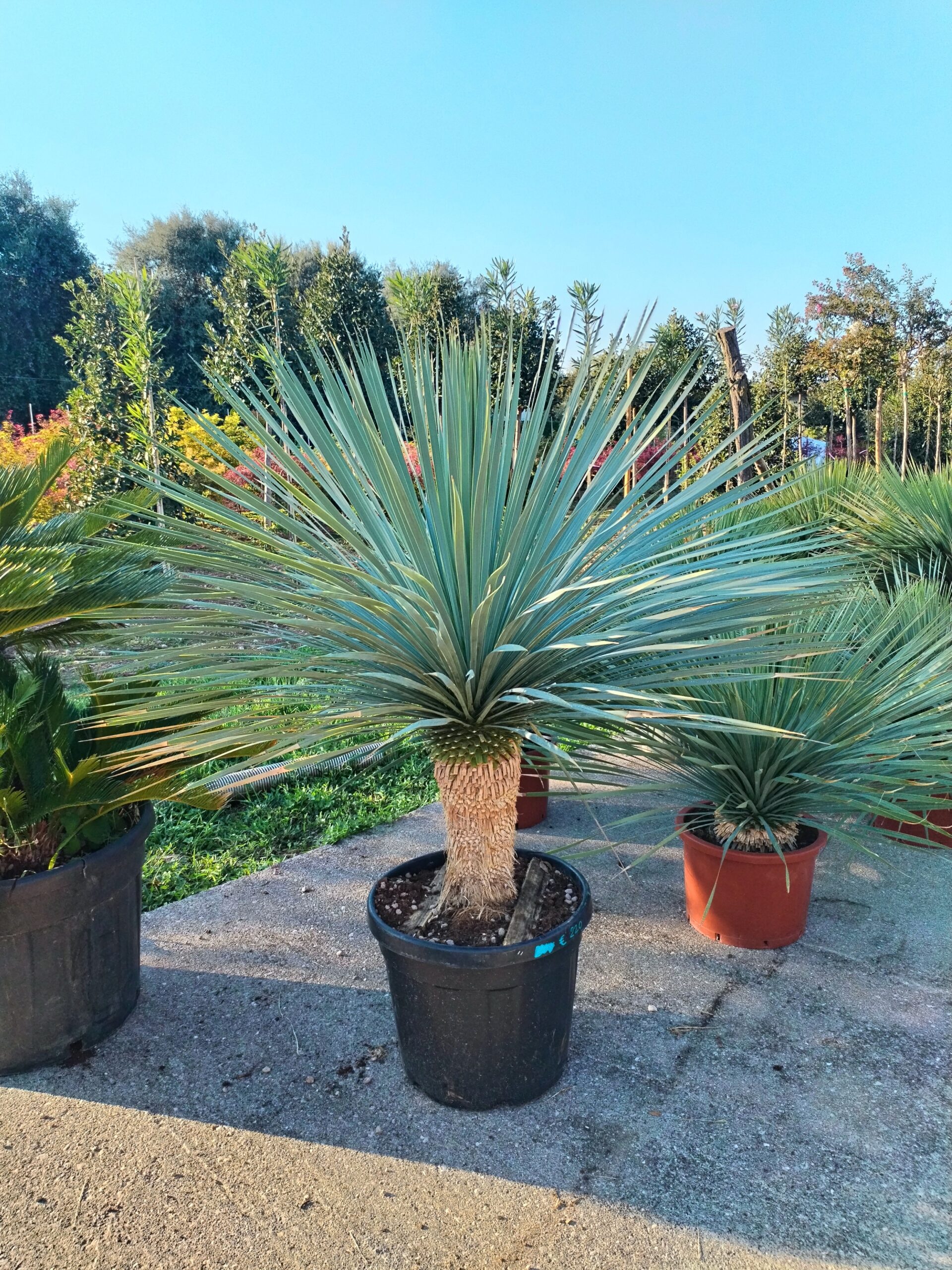 Yucca rostrata altezza 80/100 cm