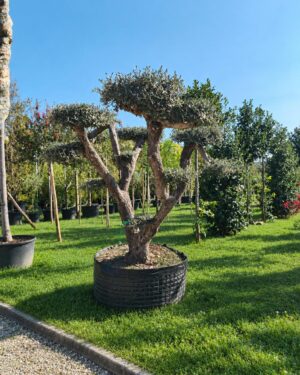 ulivo macrobonsai (1351)