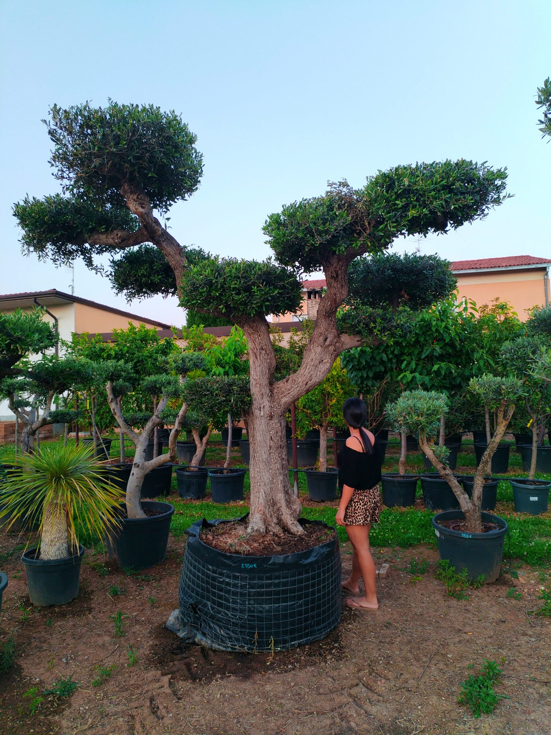 Ulivo Macrobonsai (2650) - immagine 2