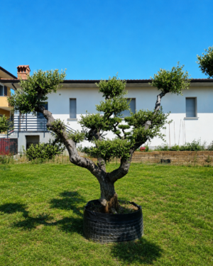 Ulivo Macrobonsai (1350)