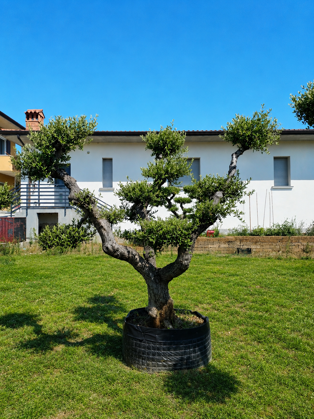 Ulivo Macrobonsai (1350)