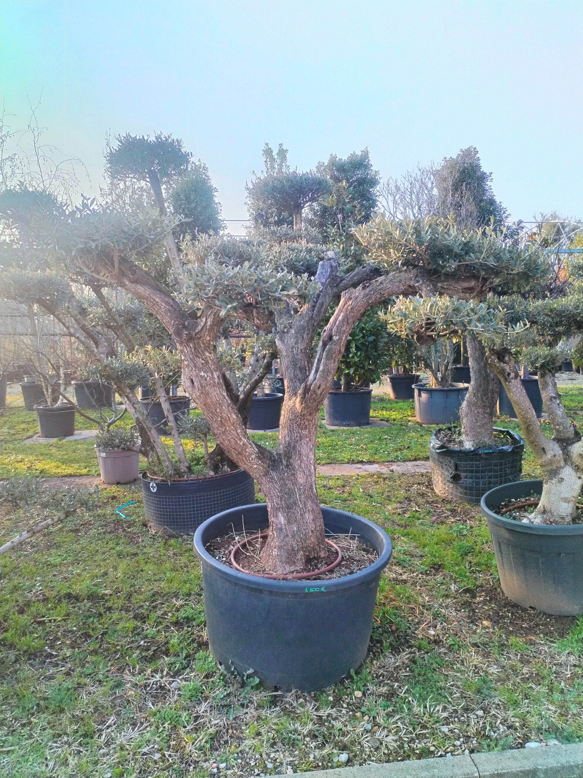 Ulivo Macrobonsai (1101)