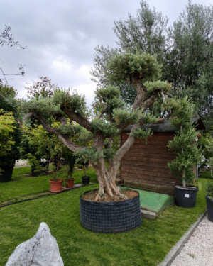 Ulivo Macrobonsai (2551)