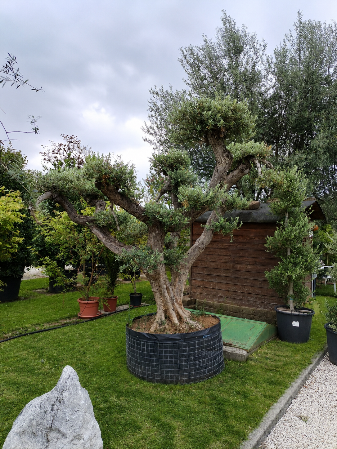 Ulivo Macrobonsai (2551)
