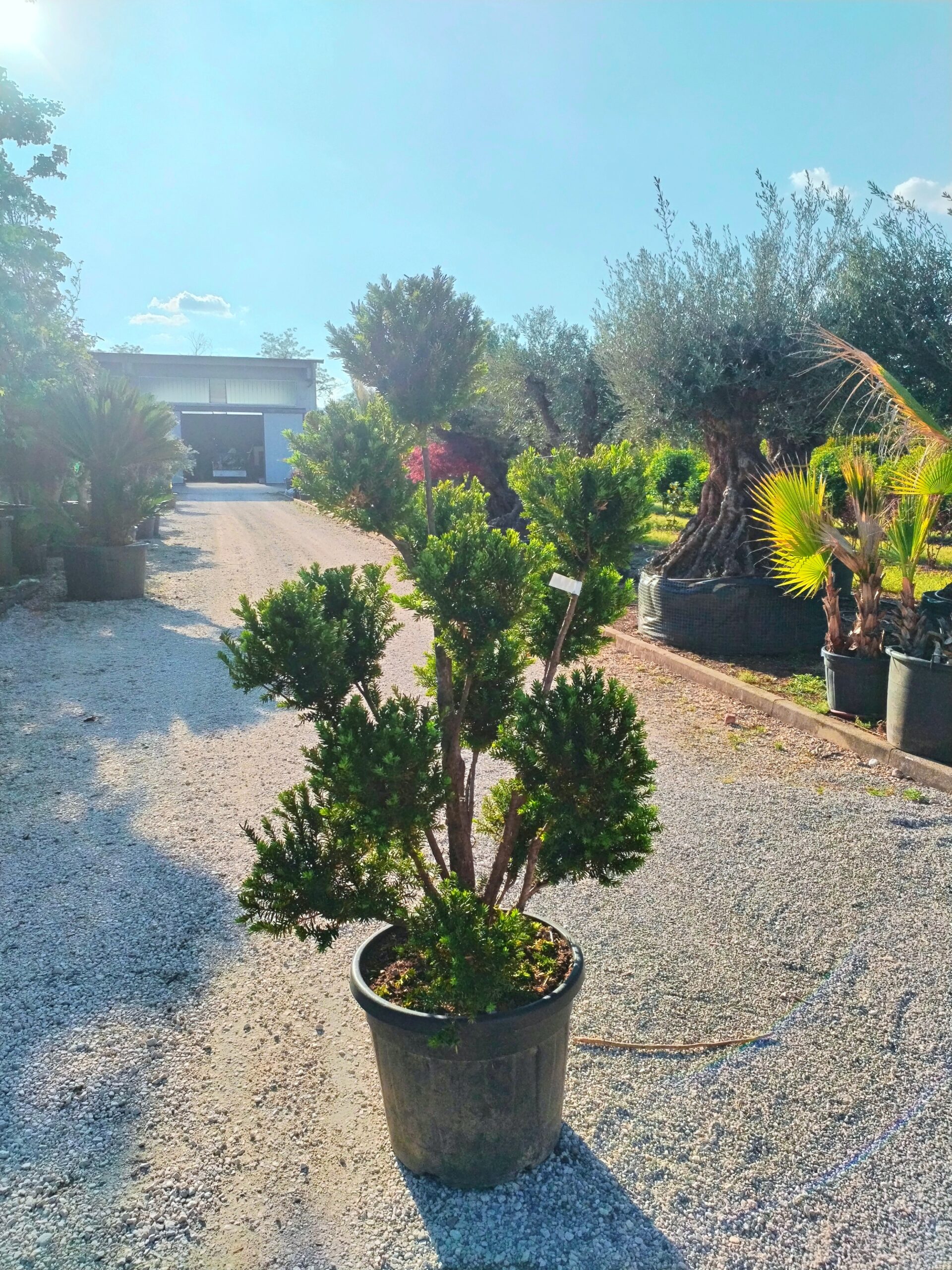 Taxus/Tasso macrobonsai
