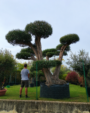 Ulivo Macrobonsai secolare (6500)