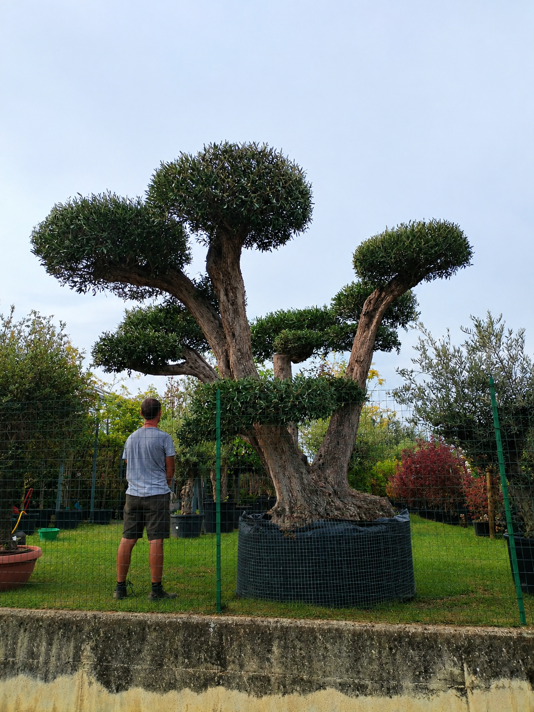 Ulivo Macrobonsai secolare (6500)