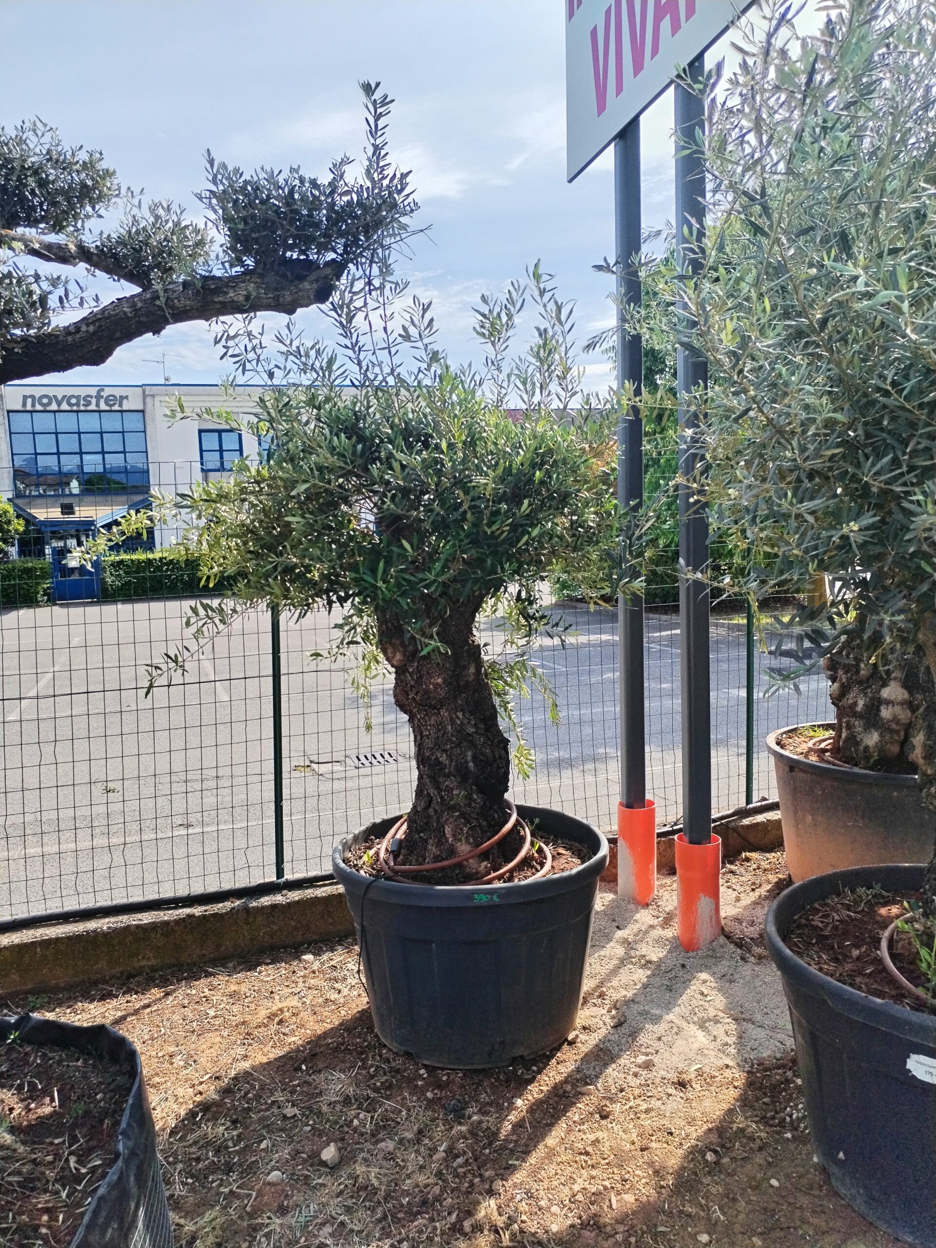 Ulivo bonsai (391)
