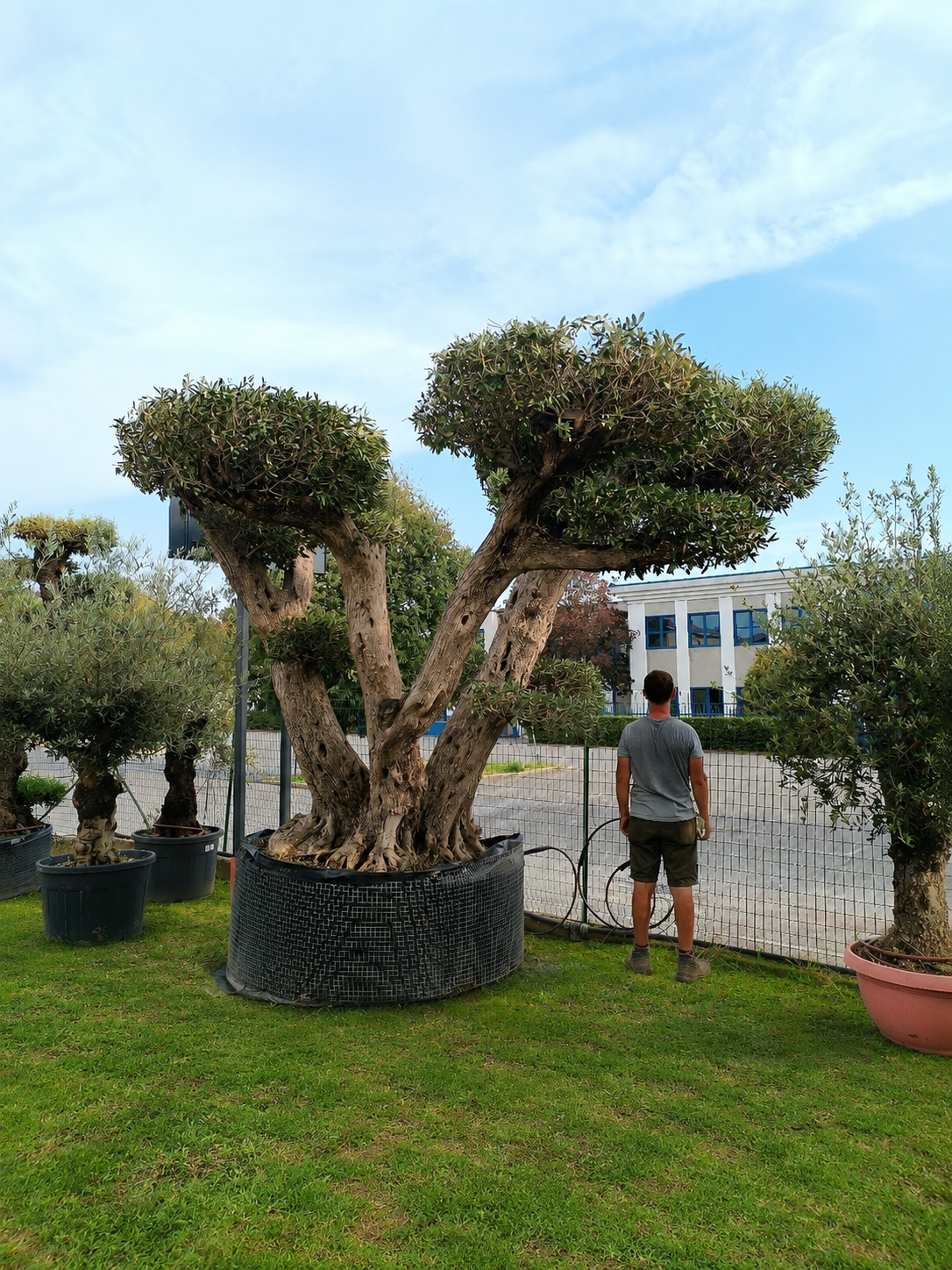 Ulivo Macrobonsai secolare (6500) - immagine 2