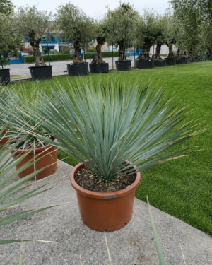Yucca rostrata altezza 60cm