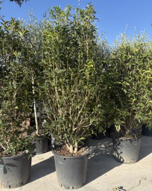 Olea Fragrans (fiore arancio) h 180/200cm