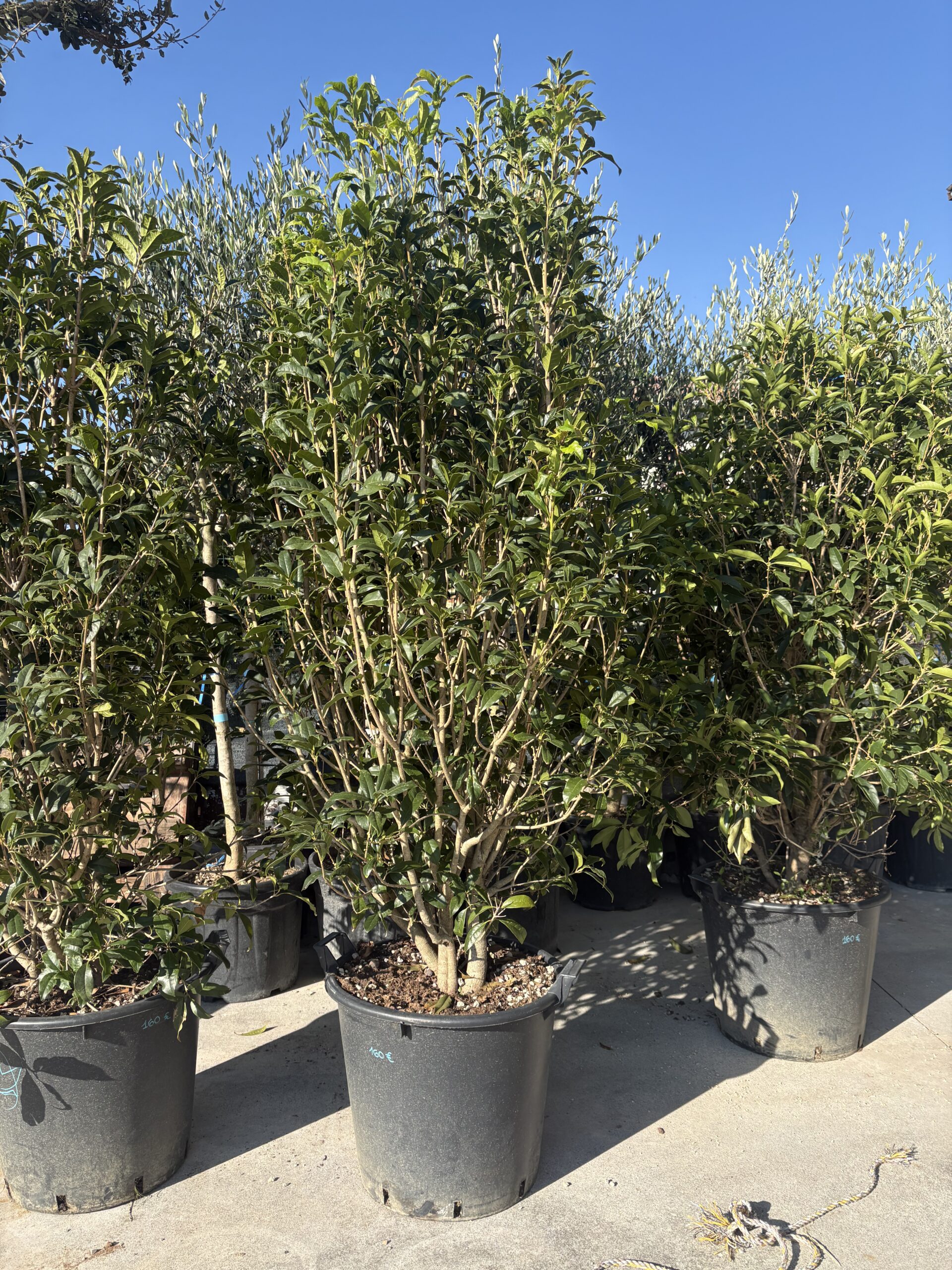 Olea Fragrans (fiore arancio) h 180/200cm