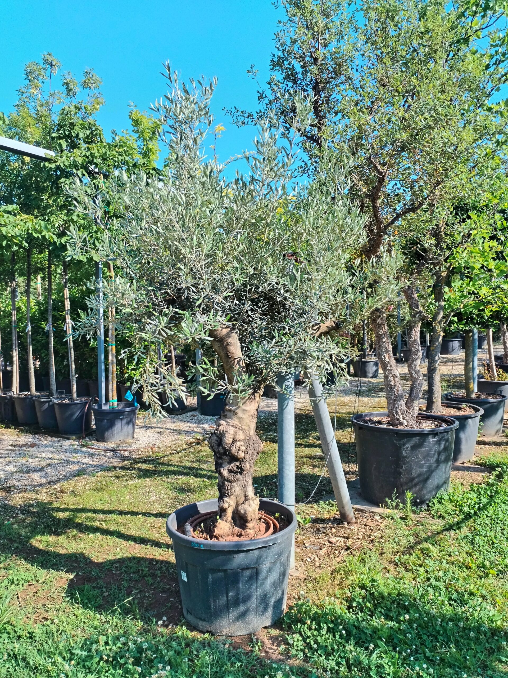 Ulivo bonsai (350)