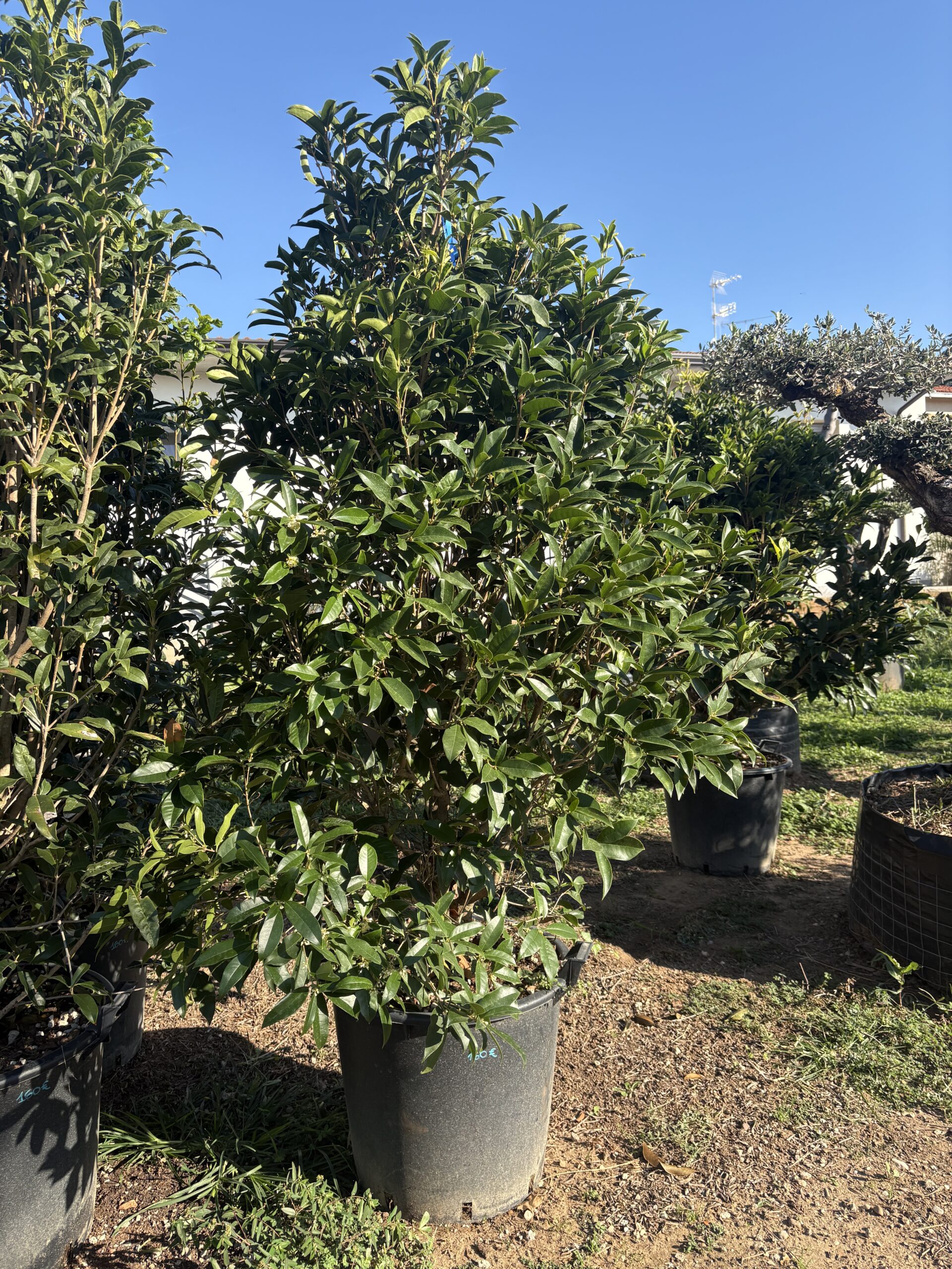 Osmanthus fragrans (fiore bianco) h 160/180