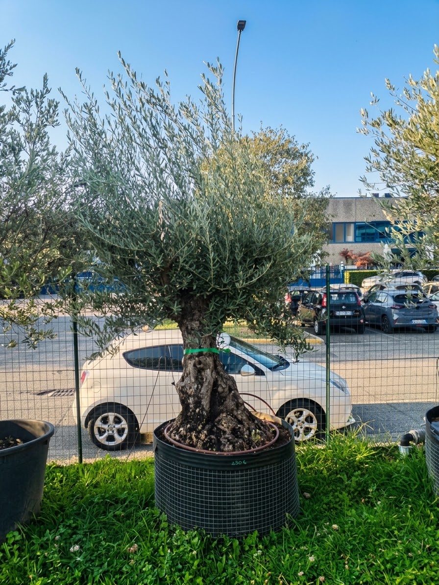 Ulivo bonsai (493)