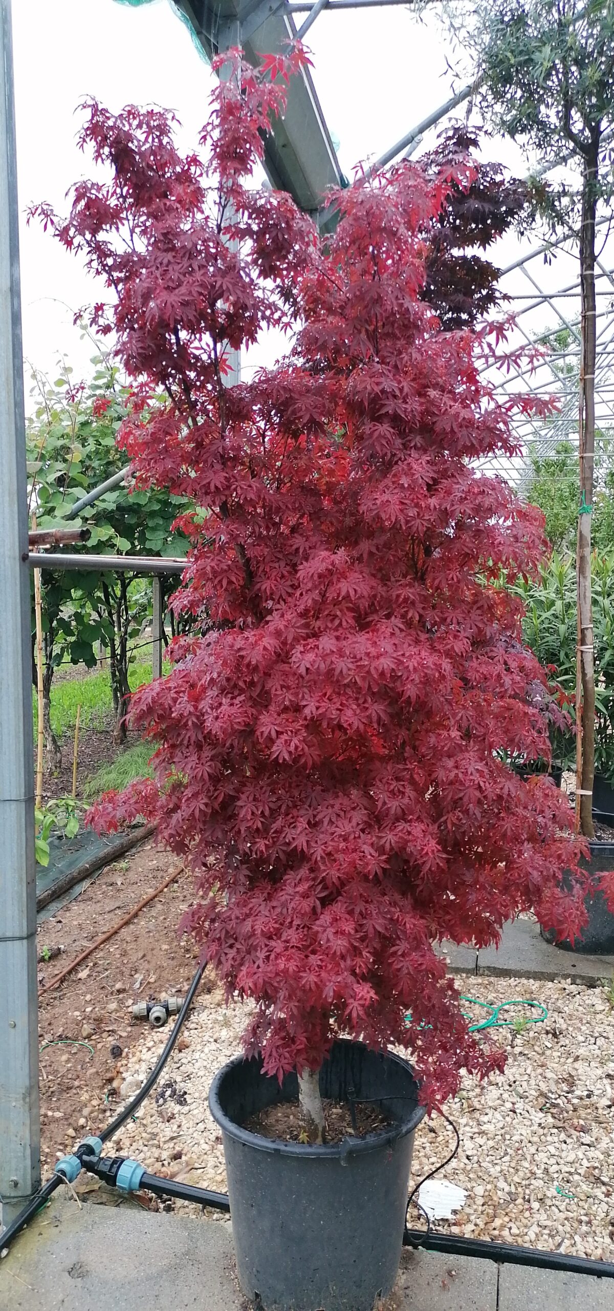 Acero rosso Palmatum Skeeter's Broom altezza 180/190 cm - Vivai Podavini  Giuseppe