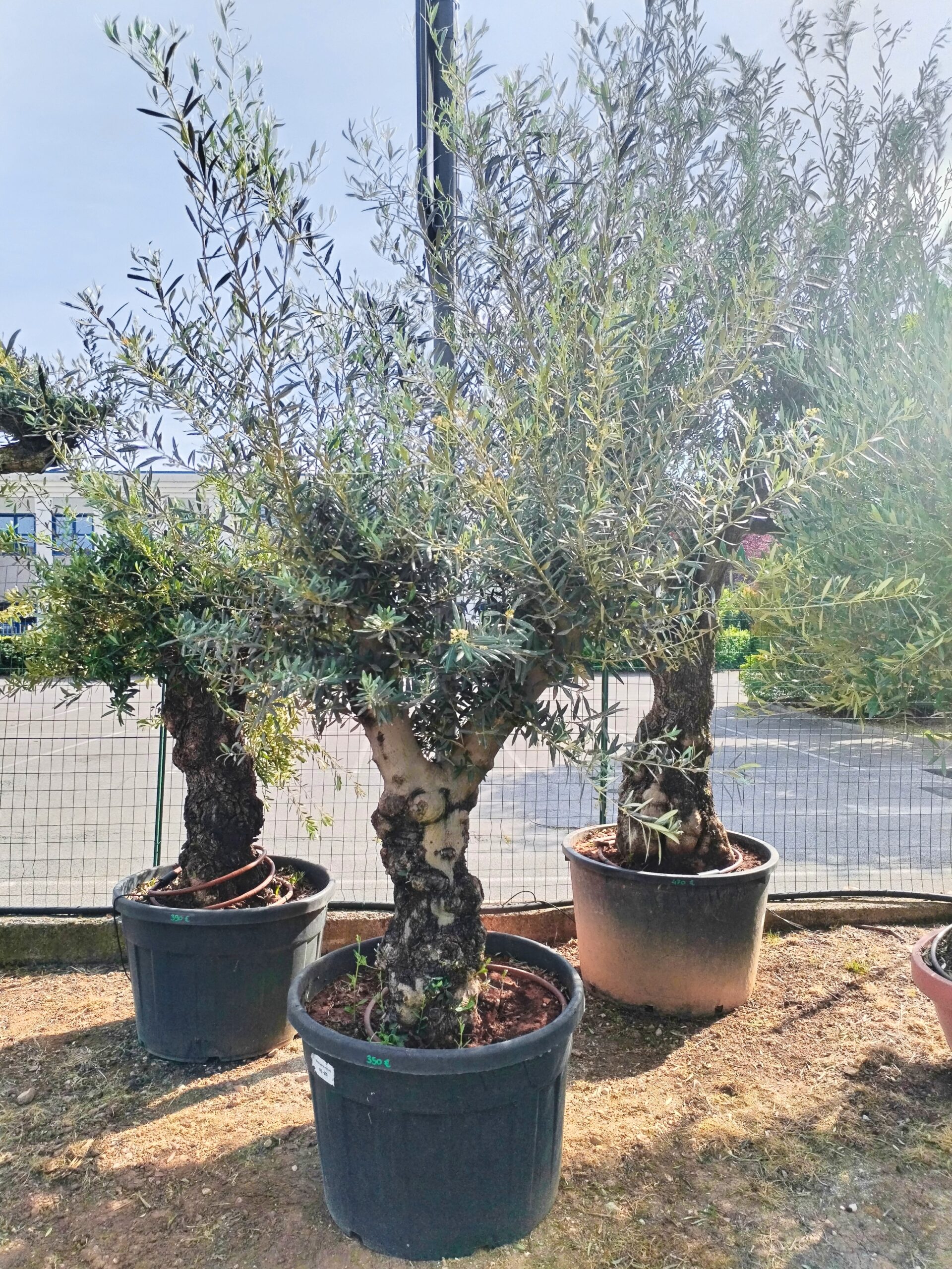 Ulivo bonsai (352)
