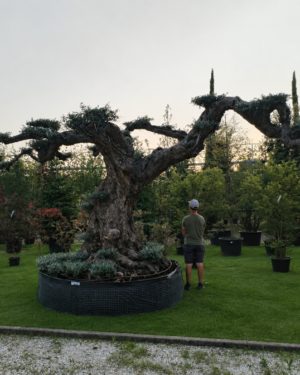 Ulivo Macrobonsai maxi esemplare 2