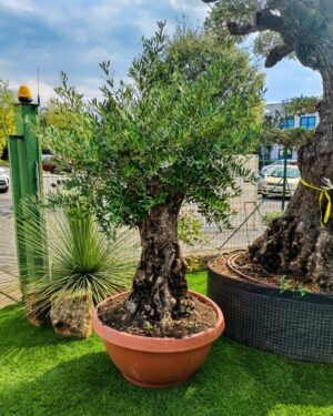 Ulivo bonsai ciotola (490)