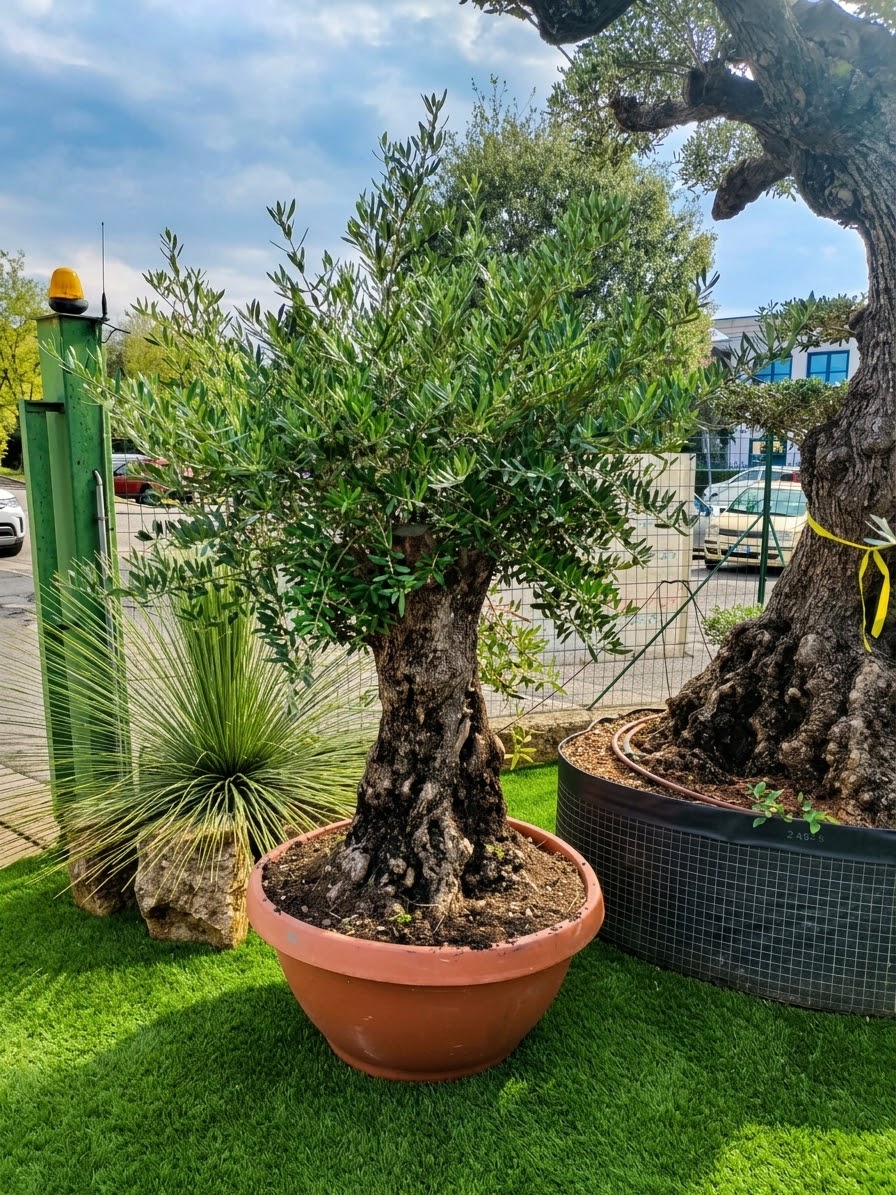 Ulivo bonsai ciotola (490)