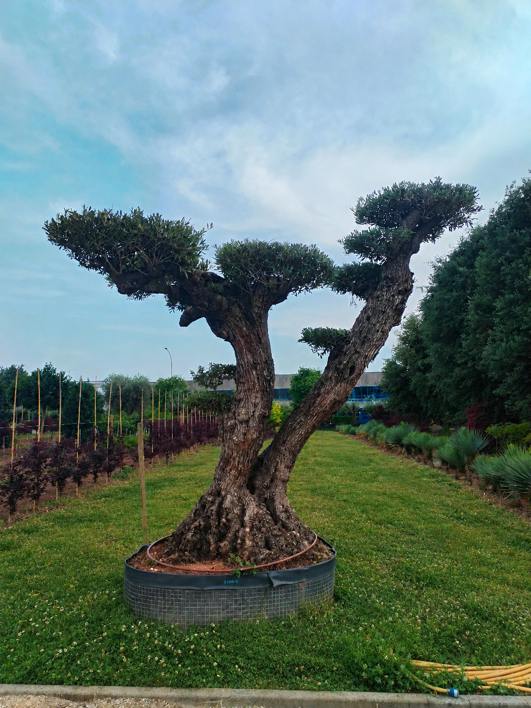 Ulivo macrobonsai (2451)