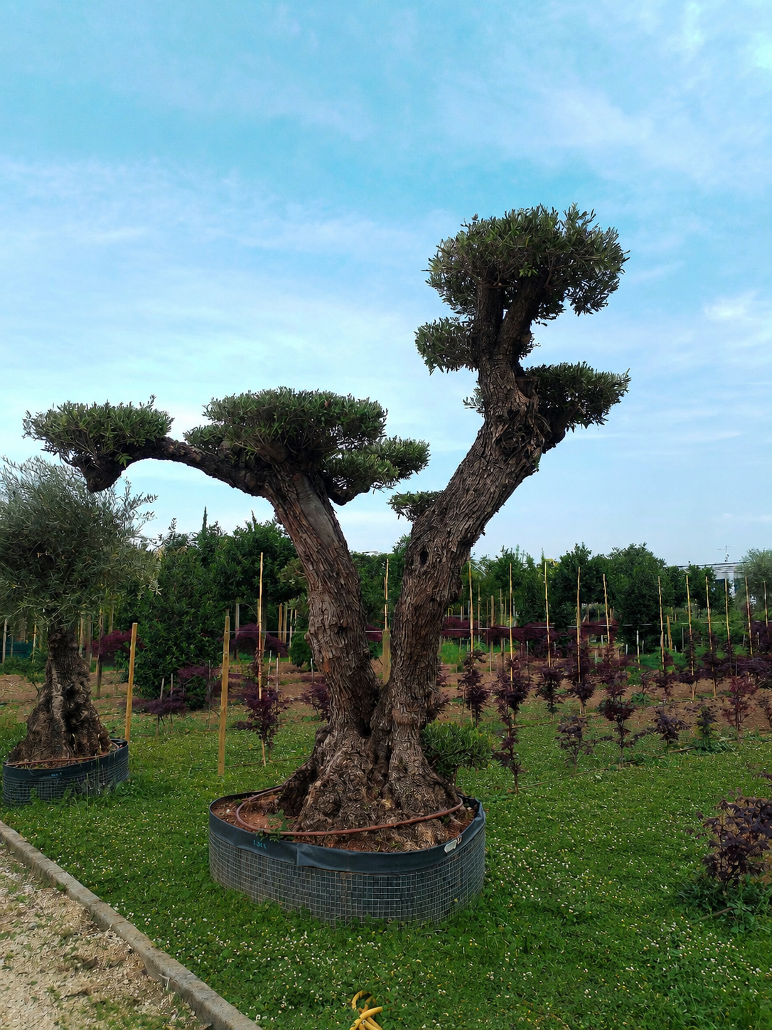 Ulivo macrobonsai (2451) - immagine 2