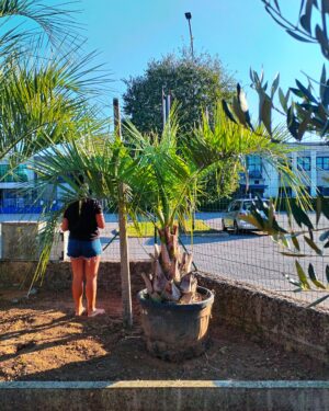 Butia capitata altezza tronco 40/50cm