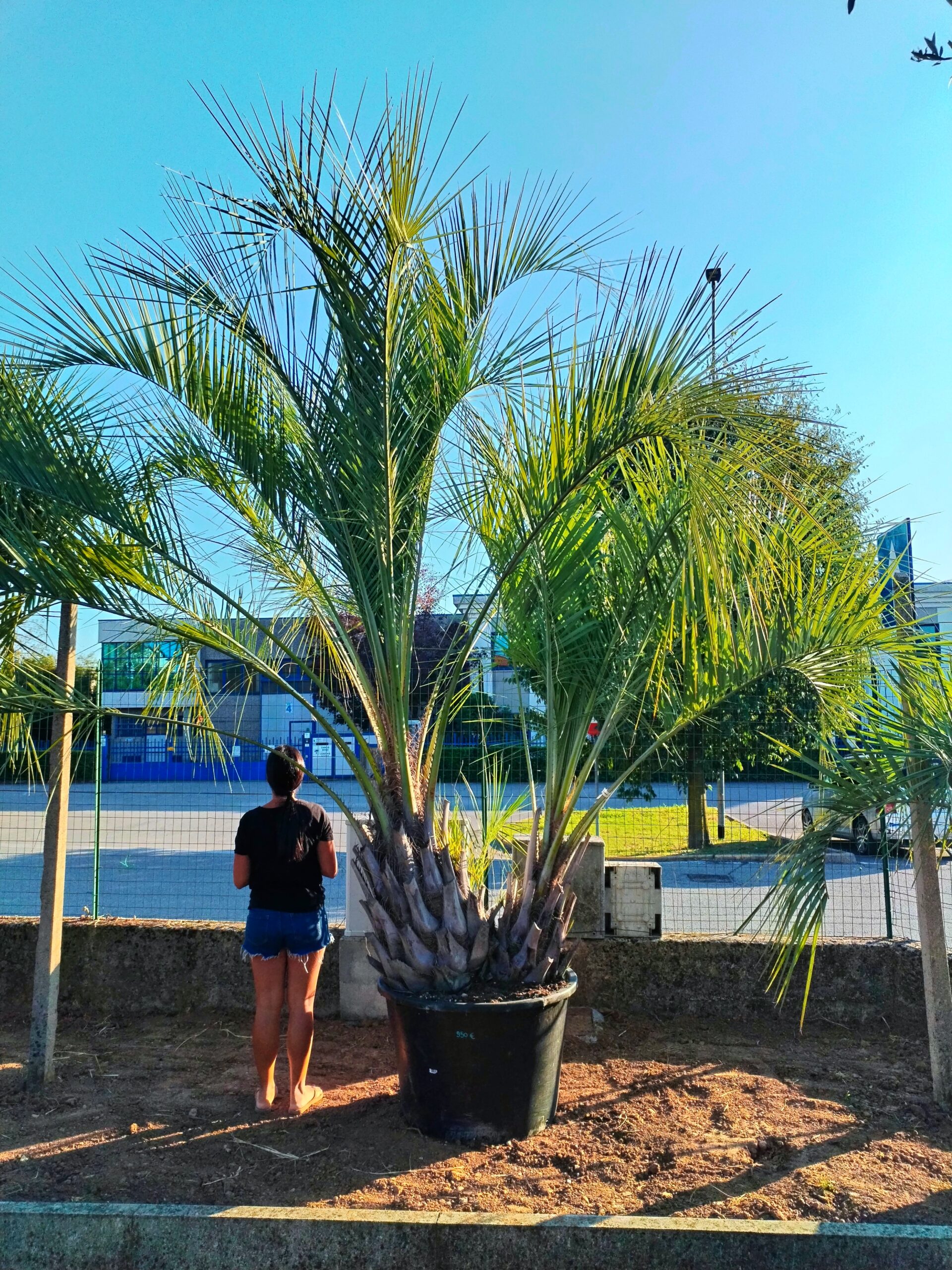 Butia Capitata 2 tronchi