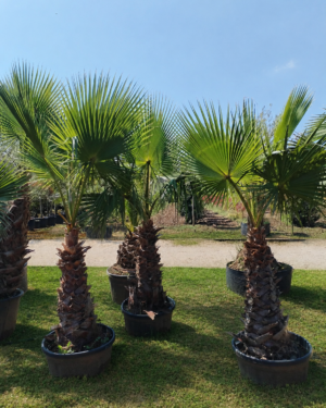 Washingtonia Robusta altezza 220/240 cm