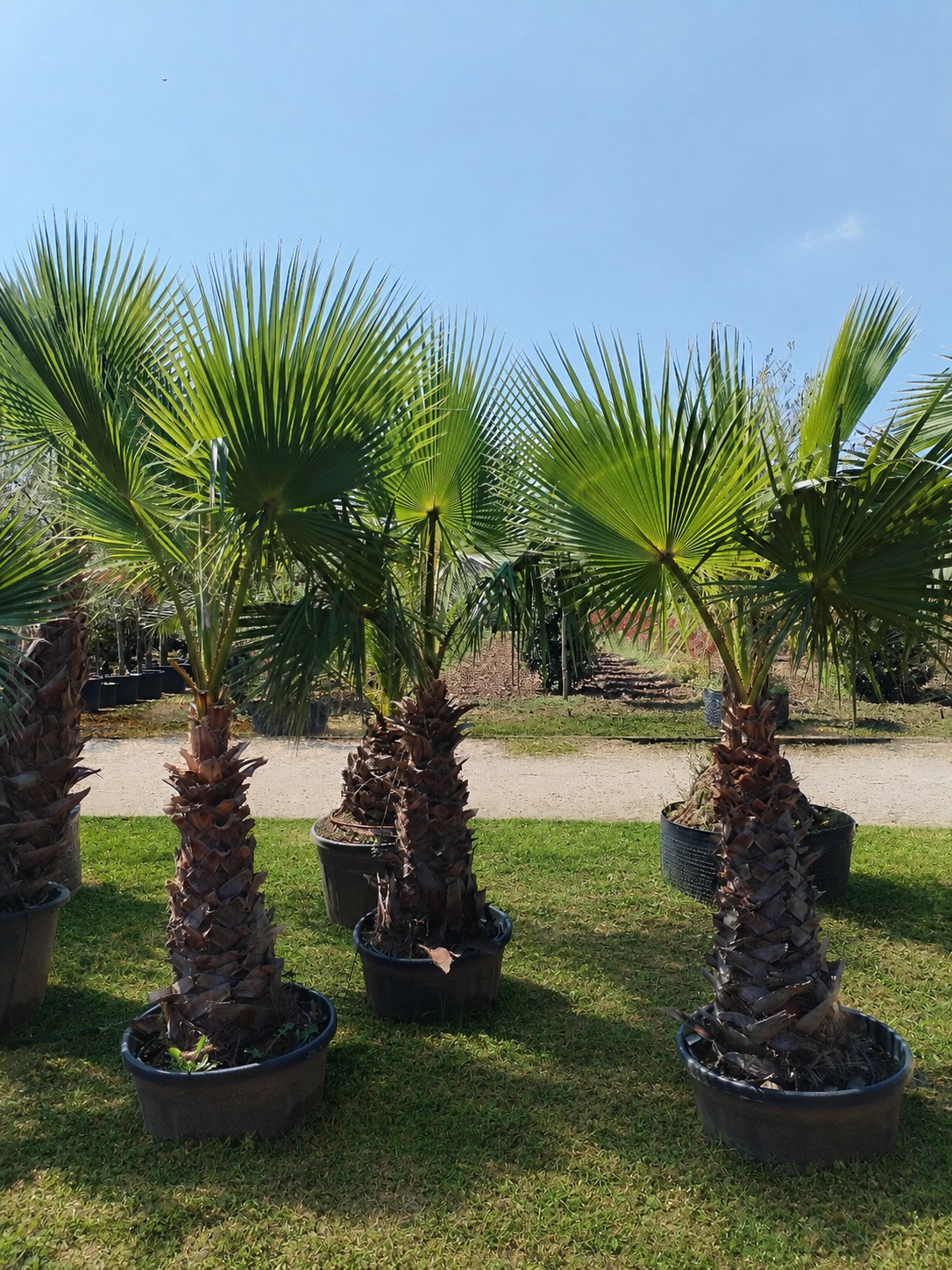 Washingtonia Robusta altezza 220/240 cm