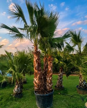 Washingtonia Robusta 3 tronchi altezza 350 cm