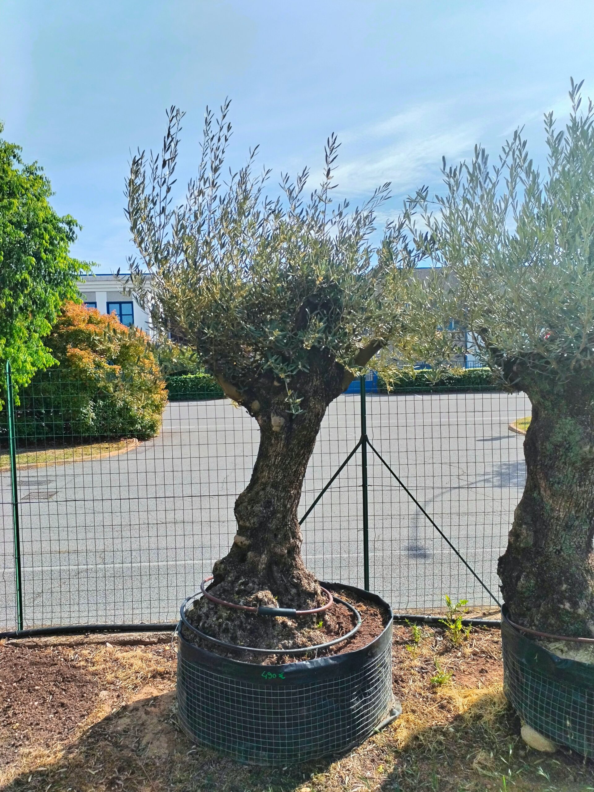 Ulivo bonsai (497)
