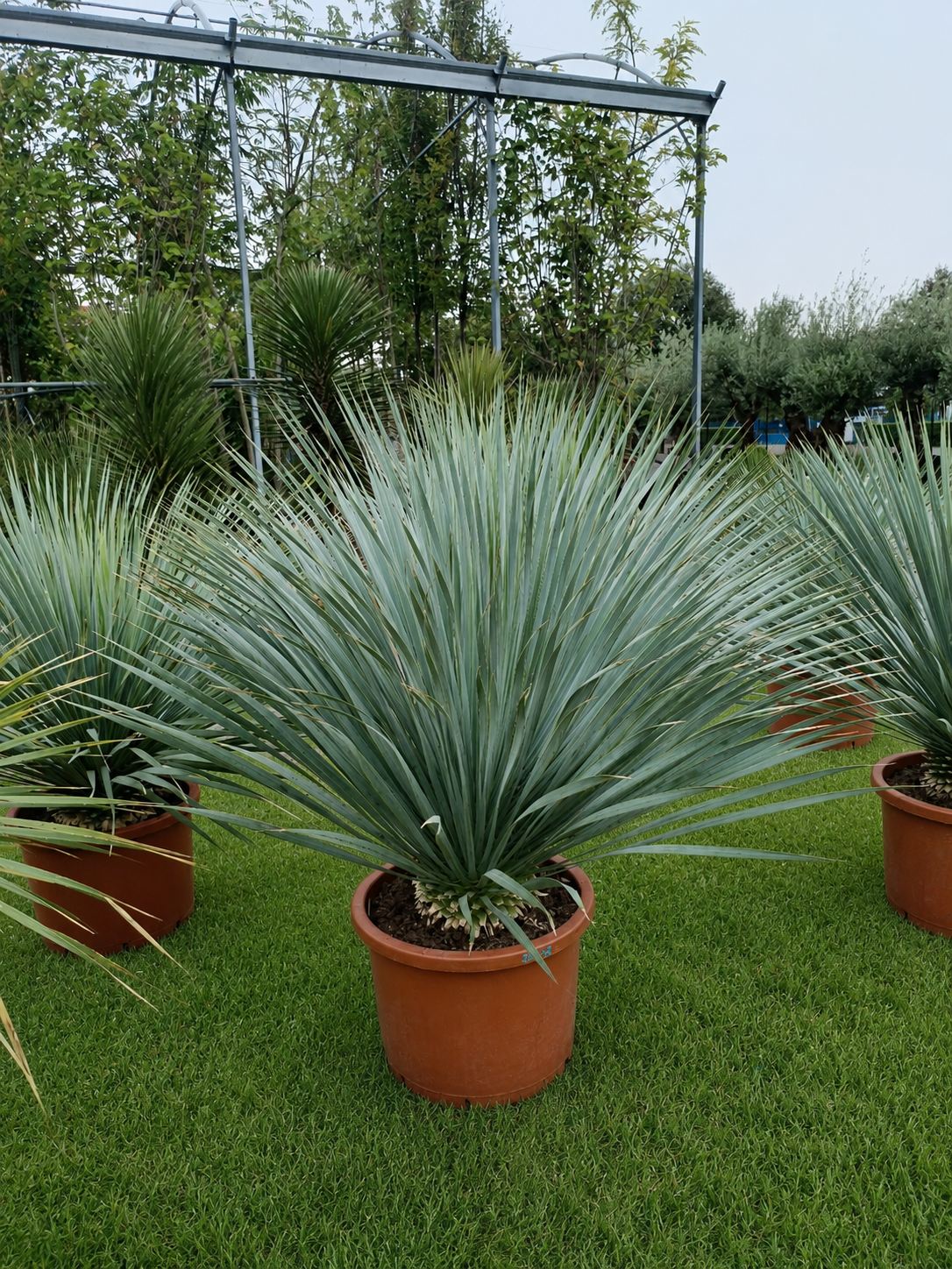 Yucca Rostrata altezza 80 cm