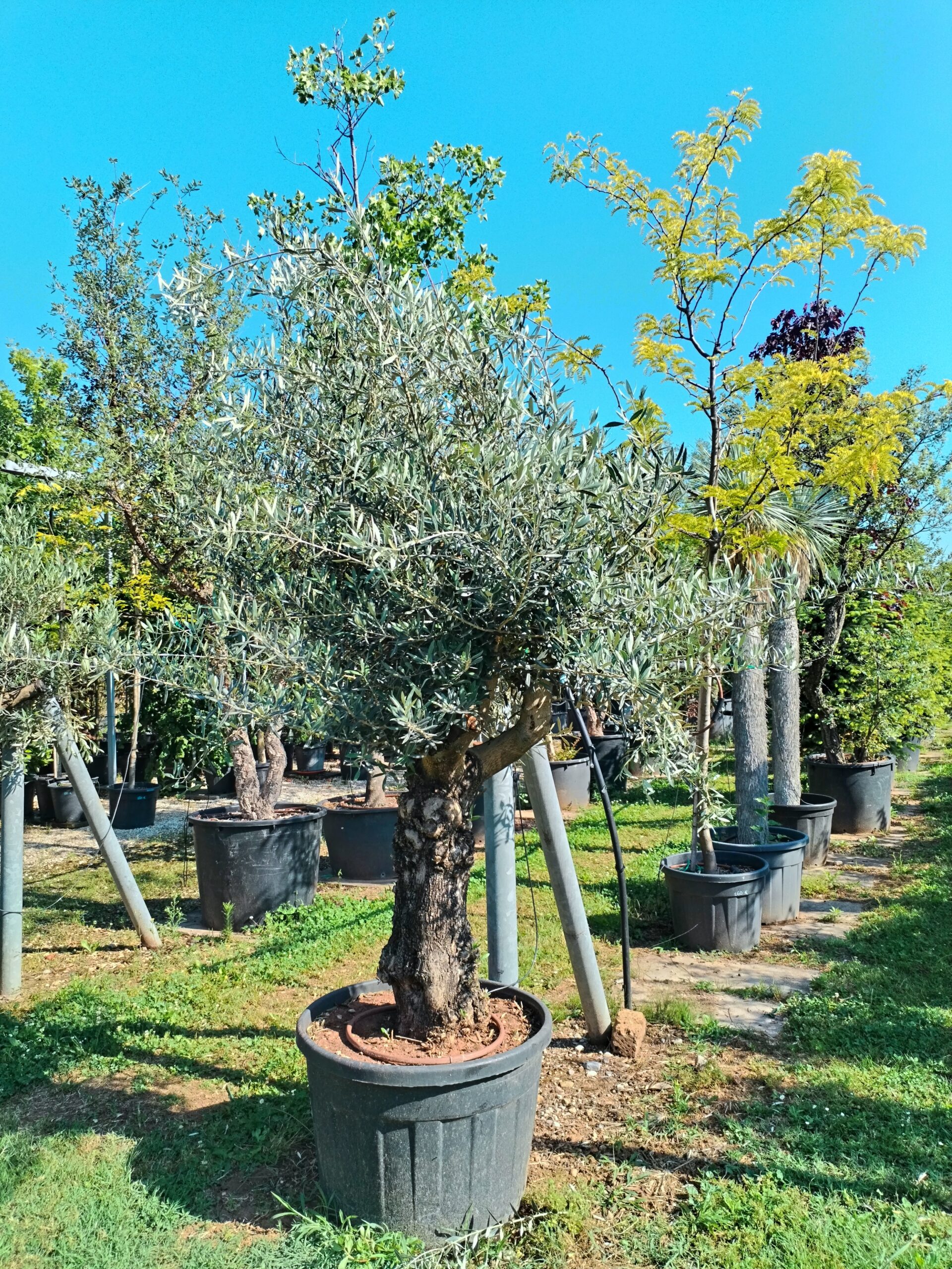 Ulivo bonsai (351)