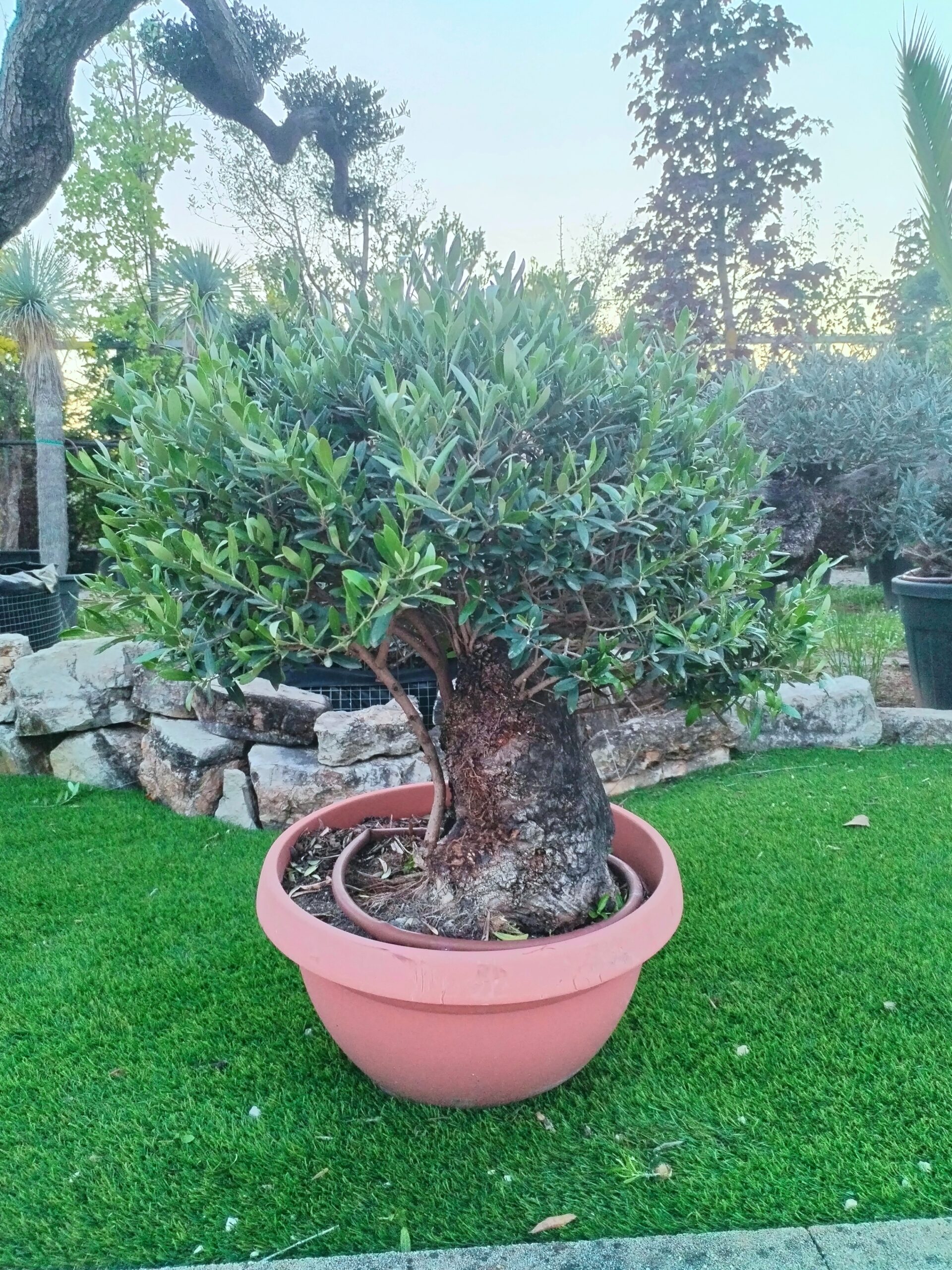 Ulivo mini-bonsai in ciotola (5)