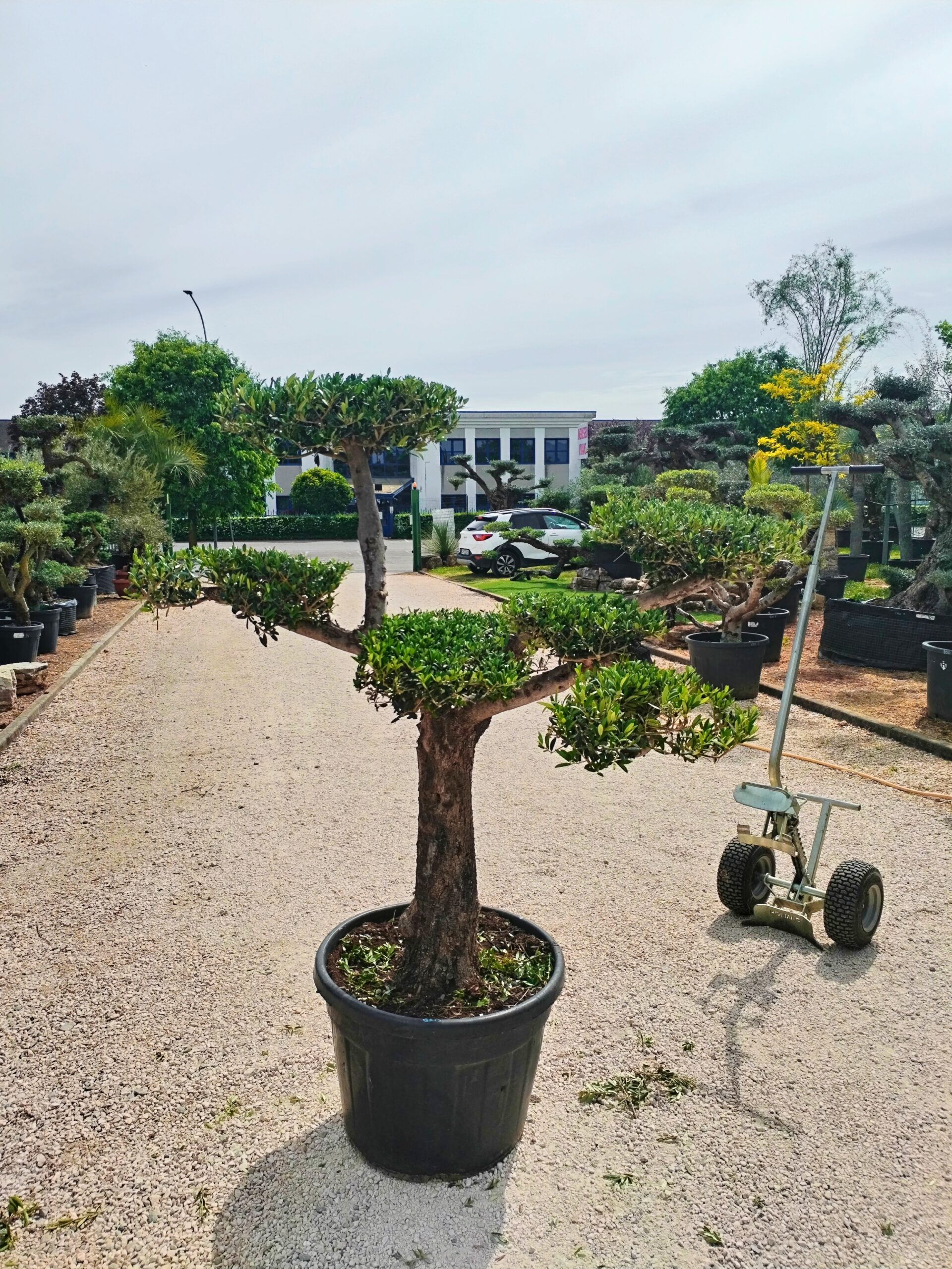 Ulivo Macrobonsai (490)