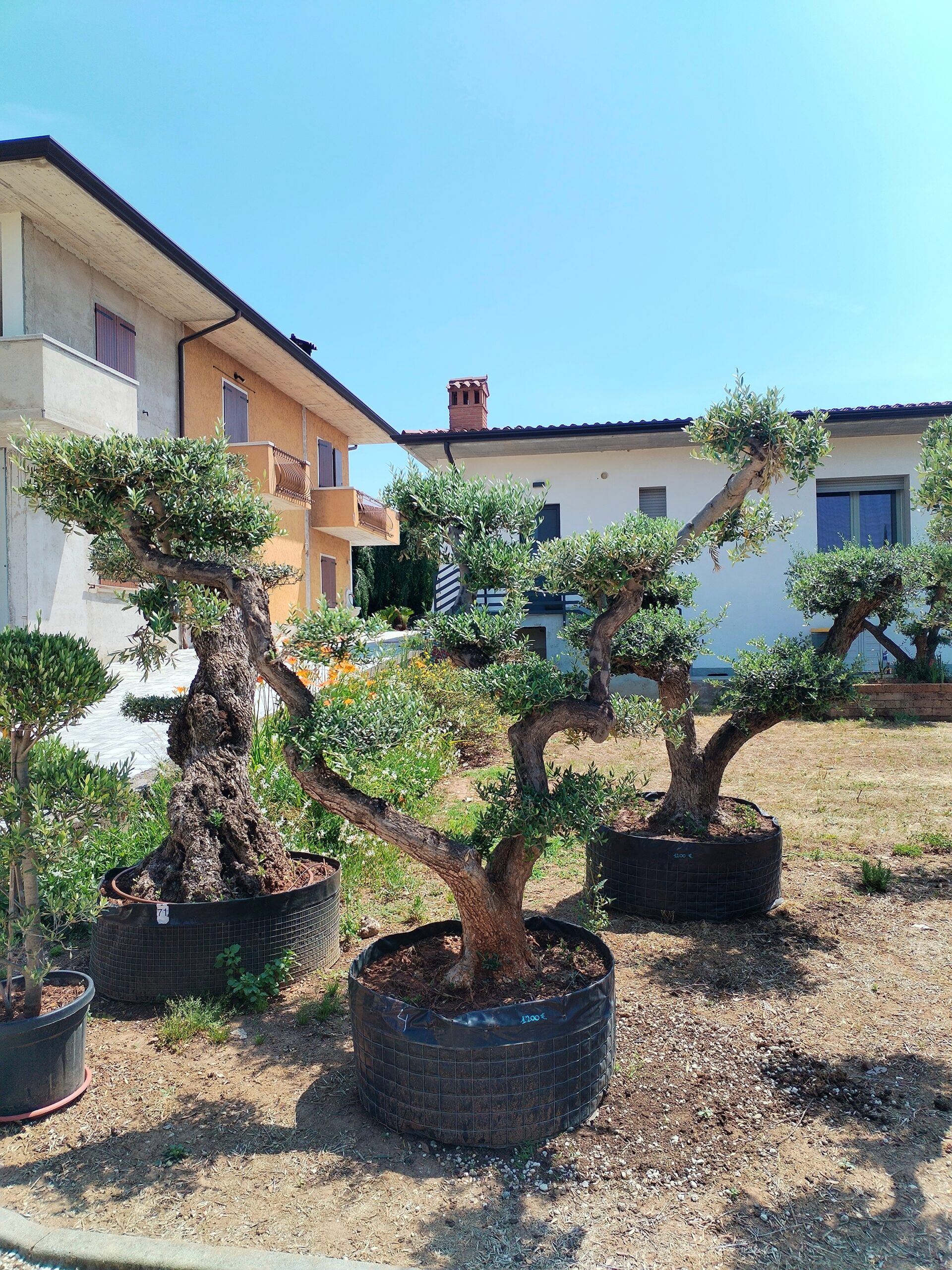 Ulivo macrobonsai (1200)