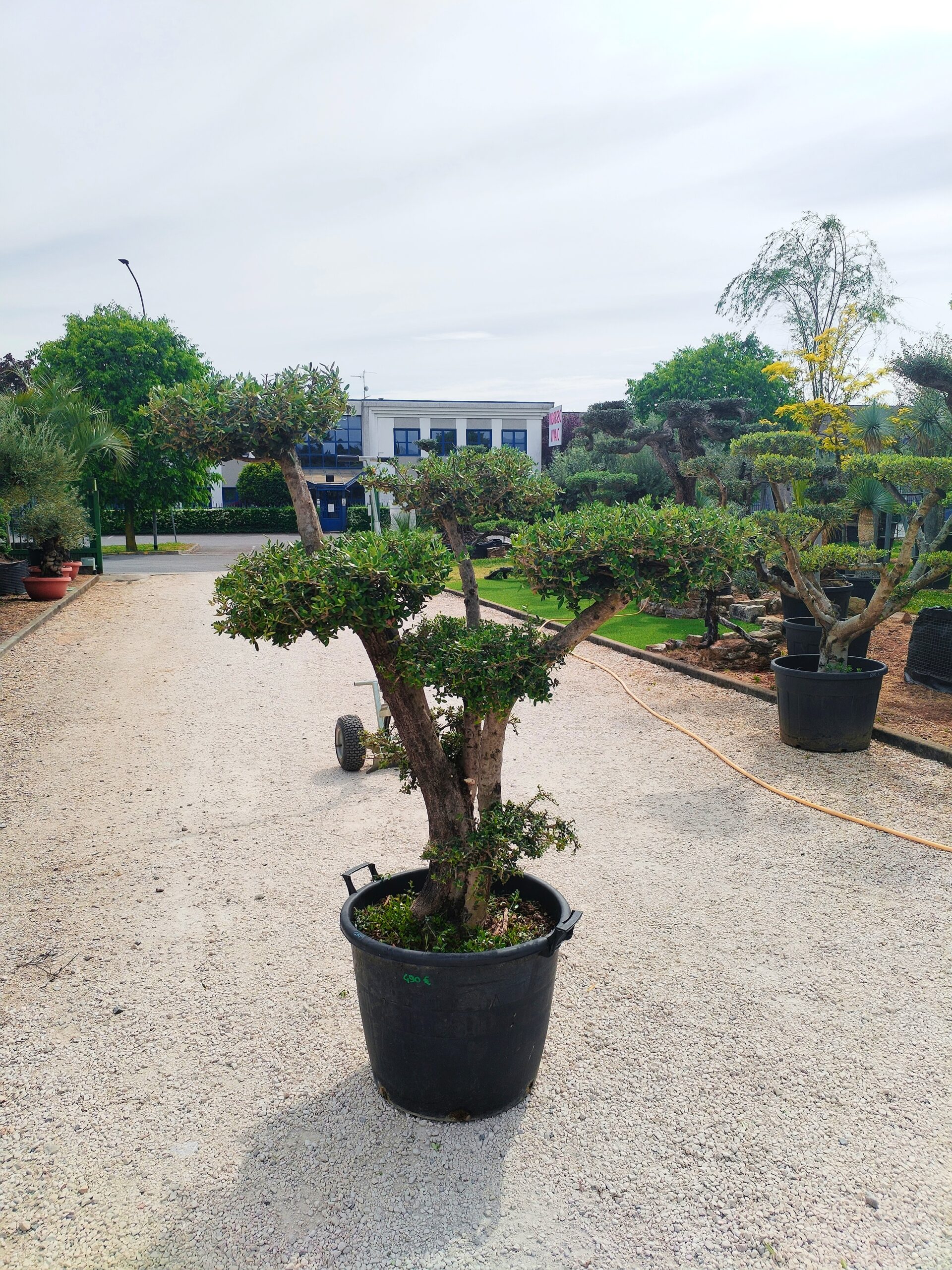 Ulivo Macrobonsai (492)